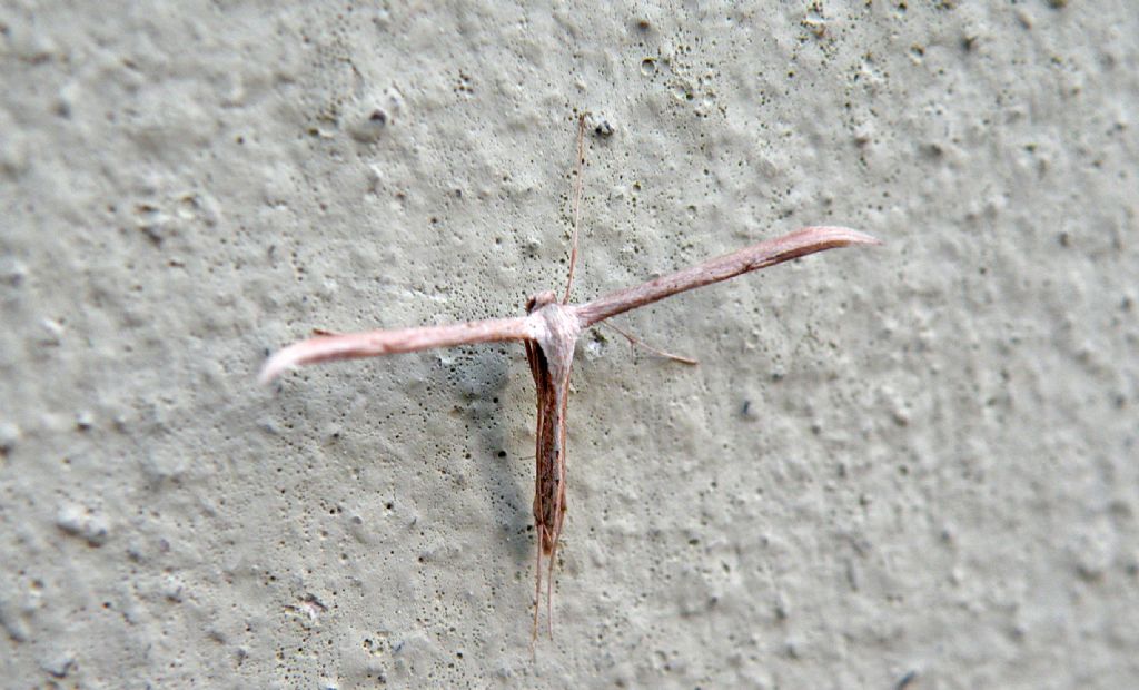 Pterophoridae.... Emmelina monodactyla